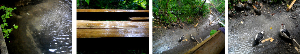 Images of tropical rain