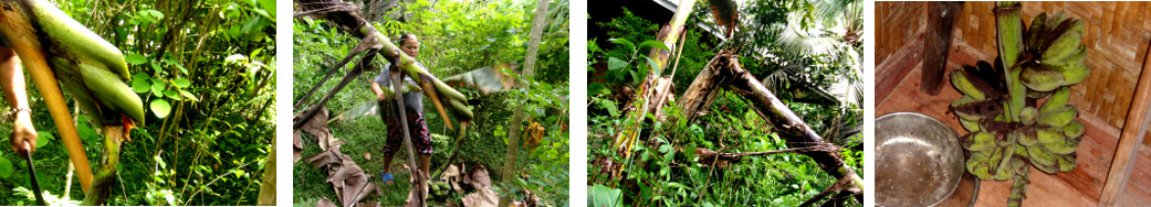 Images of harvest of tropical backyard bananas