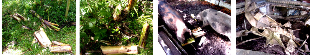 Images of banana tree used invarious ways