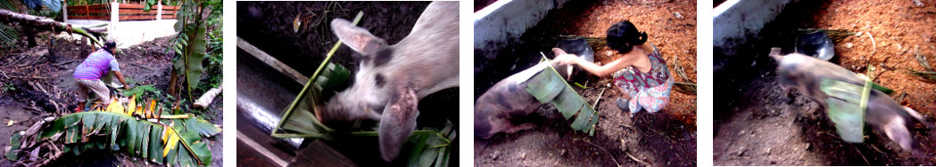 Images of banana leaves given to pigs