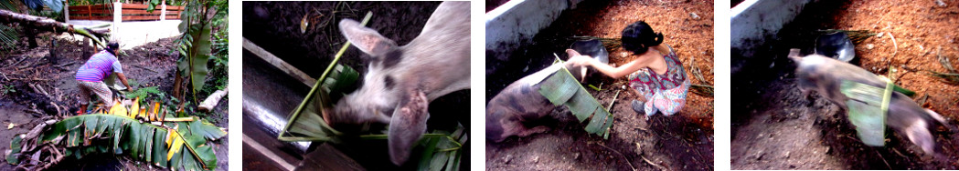 Images of banana leaves given to pigs