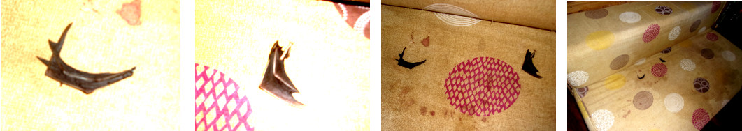 Images of bat remains left by cat on a
        sofa