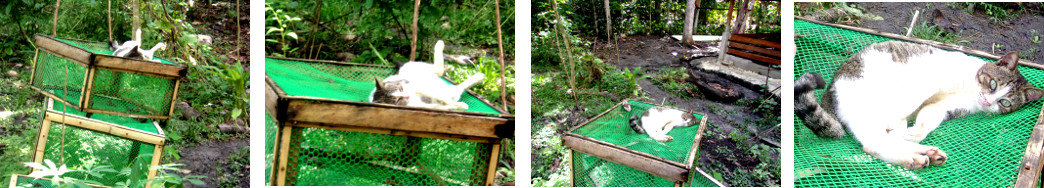 Images of cat in tropical backyard