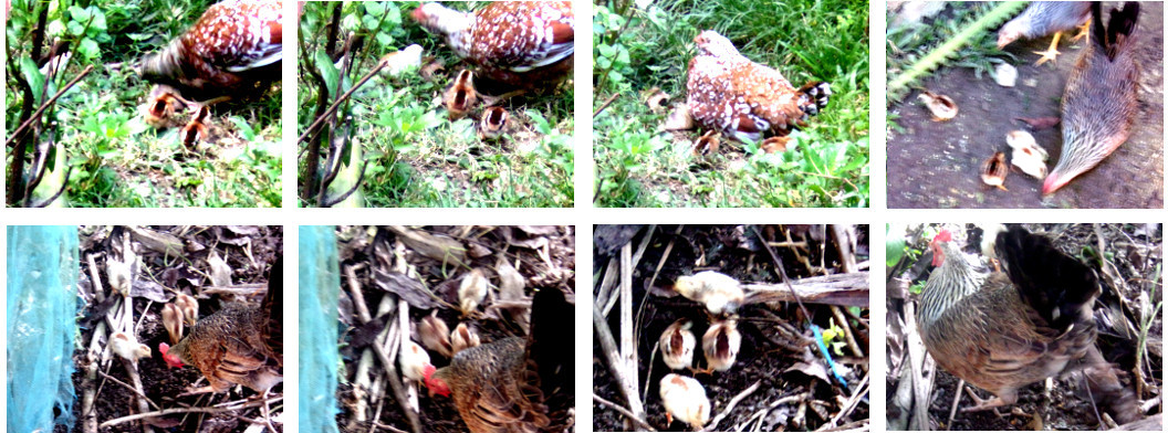 Images of tropical backyard mother hens with chicks