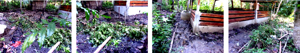 Images of cleaning up around new
        tropical backyard pig pens