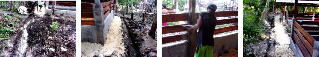 Images of cleaning up around new tropical backyard pig
        pens