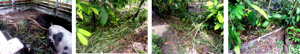 Images of processed debris from Coconut trees after
        being harvested and trimmed