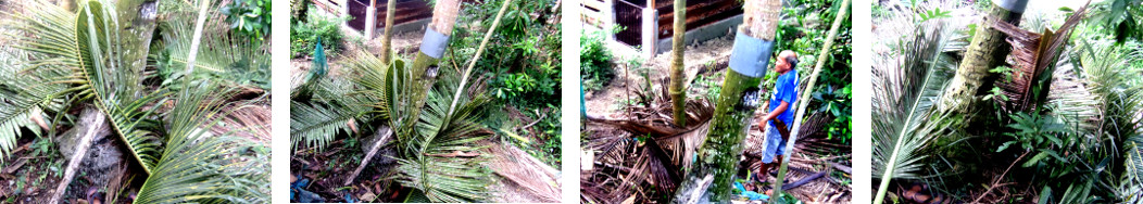 Images of debris from Coconut trees
        being harvested and trimmed