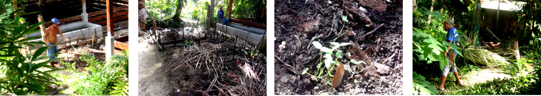 Images of debris from Coconut trees being harvested and
        trimmed