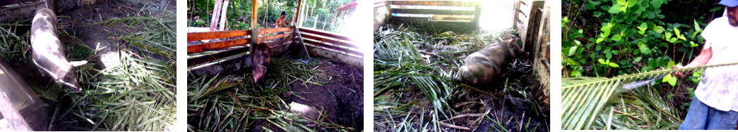 Images of processed debris from Coconut trees after
        being harvested and trimmed