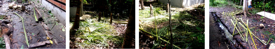 Images of processed debris from Coconut trees after
        being harvested and trimmed