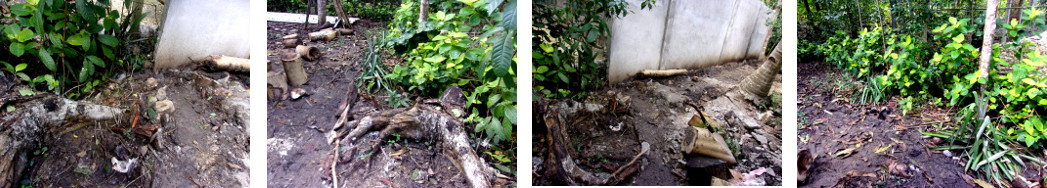 Images of attempts to clean up mess in trpical backyard
after builders have finished their work