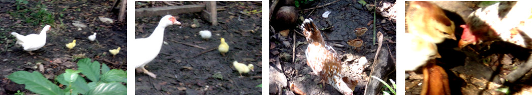 Images of tropical backyard ducklings
        and chicks