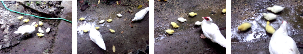 Images of newly hatched ducklings in
        tropical backyard