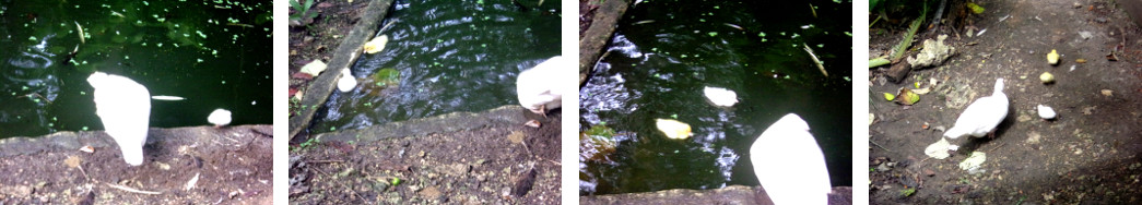 Images of newly hatched ducklings
        swimming in tropical backyard pond