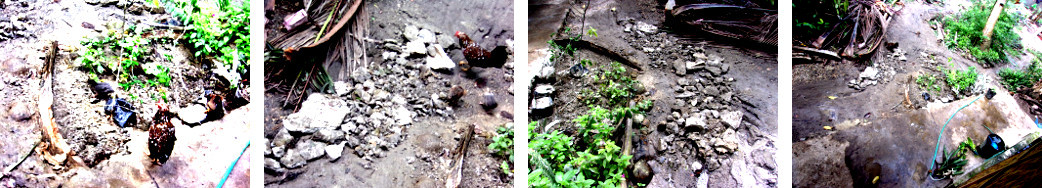 Images of clean-up after workers have
        finished building tropical backyard pig pens and a wall