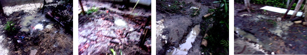 Images of flooding in tropical backyard