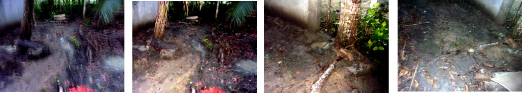 Images of flooding in tropical backyard