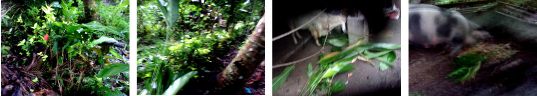 Images of hedge trimmed and fed to
        animals as fodder