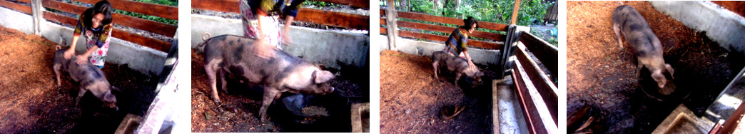 Images of wonman playing with tropical
        backyard piglet