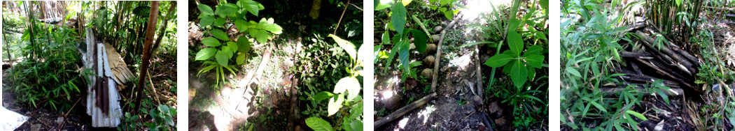 Images of junk wood pile being used to mark paths in
            tropial bckyard