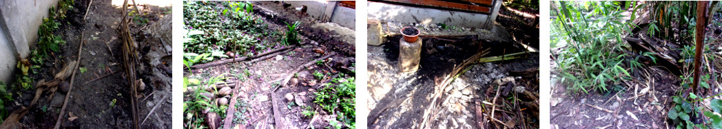 Images of tropical backyard paths defined by bits of
junk wood