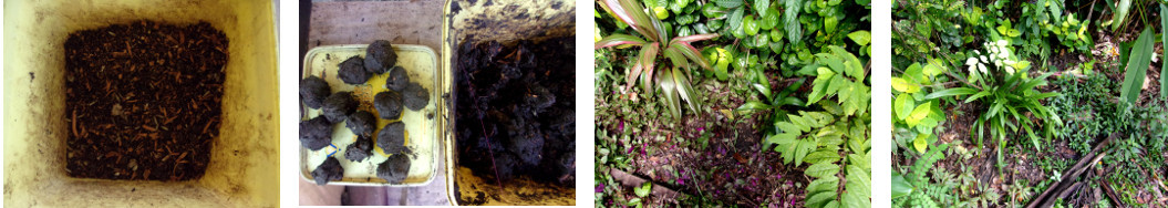 Images of seeds mixed into mud balls
        and thrown onto tropical garden beds