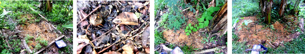 Images of tropical garden patches with seed filled
              mud balls covered with sawdust