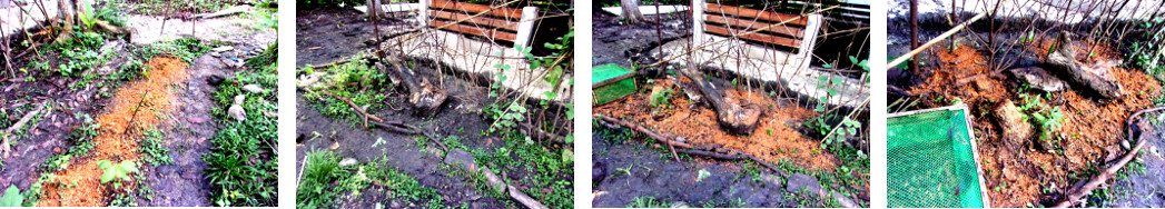 Images of attempt to improve tropical backyard
garden patches destroyed by builders