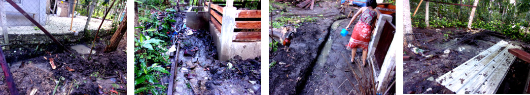 Images of muddy mess areound new
        tropical backyard pig pens