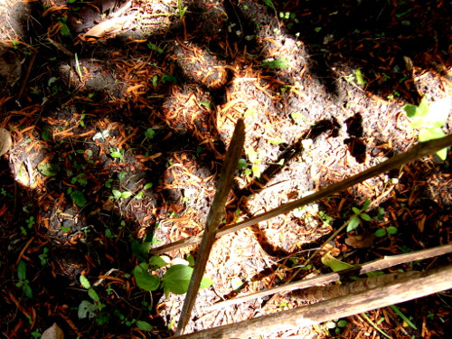 Image of tropical autumn sun on soil