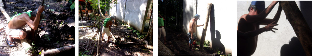 Images of erecting a pole for orchids to grow on in a
        tropical backyard