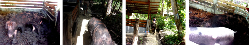 Images of tropical backyard boar being
        moved to visit a sow