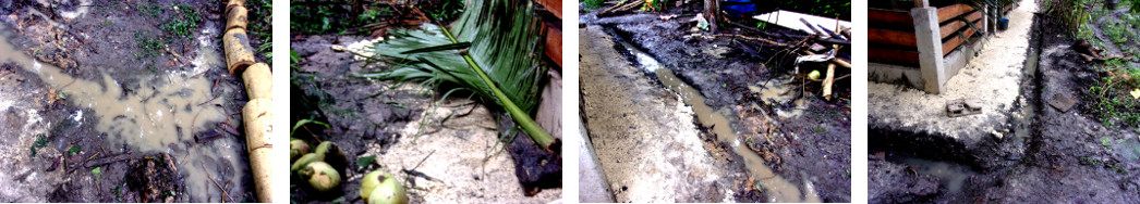 IMages of subsiding rainwater around tropical backyard
        pig pens