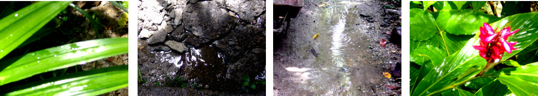 Images of sun and rain in tropical
        backyard