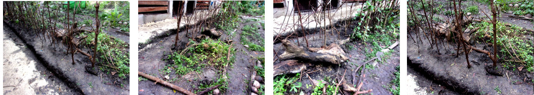 Images of beans planted in tropical garden plot
        devastated by builders