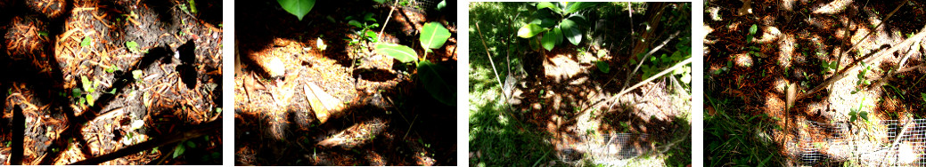 Images of young seedling in tropical backyard garden
        patch