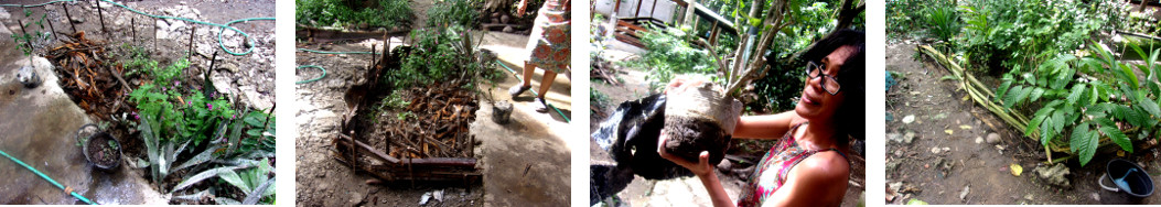 Images of small anti-duck fences in tropical backyard
        (and a cemented pot)