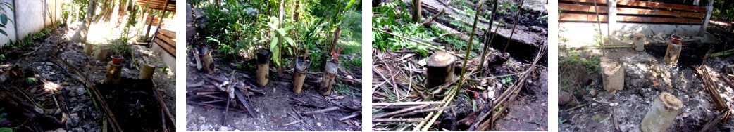 Images of logs for putting plant pots on in
                tropical backyard