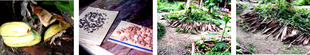 Images of seeds and firewood being sun
        dried