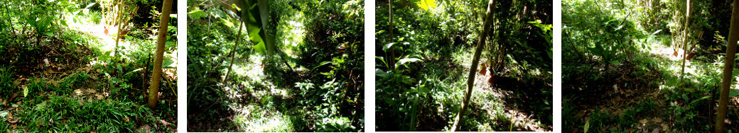 Images of tropical backyard garden