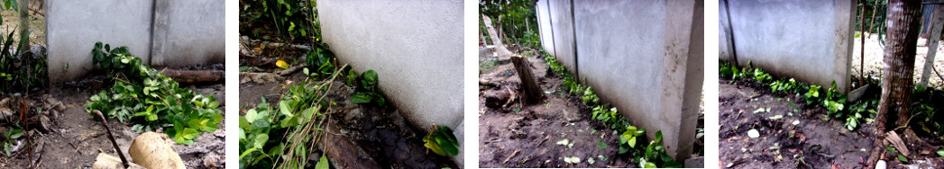 Images of hedge cuttings planted along tropical backyard
        boundary wall