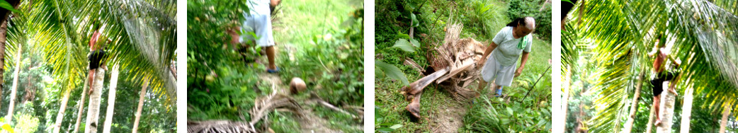 Images of coconut tree being tidied up