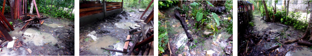 Images of flooding in tropical backyard