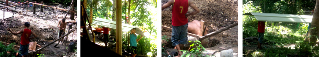 Images of construction of new tropical backyard pigpen