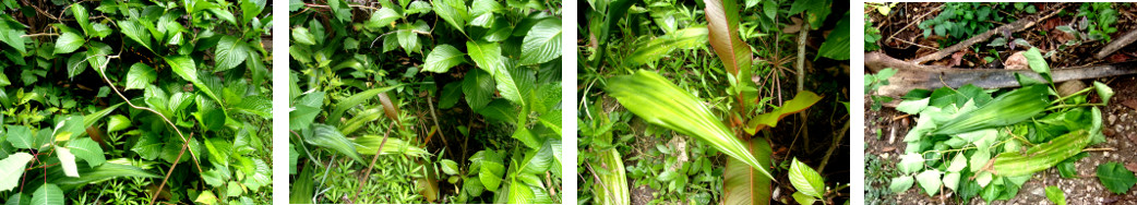 IMages of overgrown troopial backyard
        patch being cleared