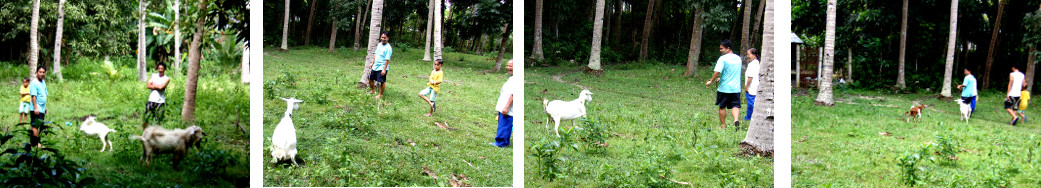 Images of tropical bckyard goat being
        led off by new owners