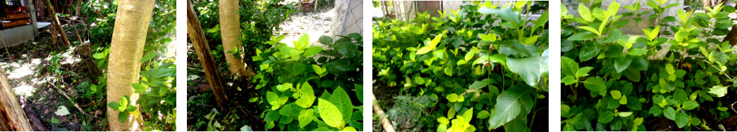 Panorama of tropical backyard boundary area before
        construction of a wall