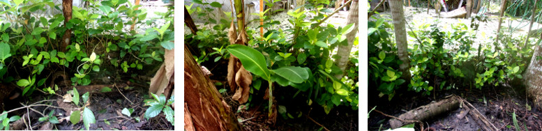 Panorama of tropical backyard boundary area before
        construction of a wall