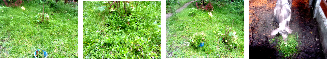 Images of tropical backyard weeds given to pigs